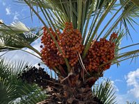 Click to see big picture (800x600 pixels; 153 KB)